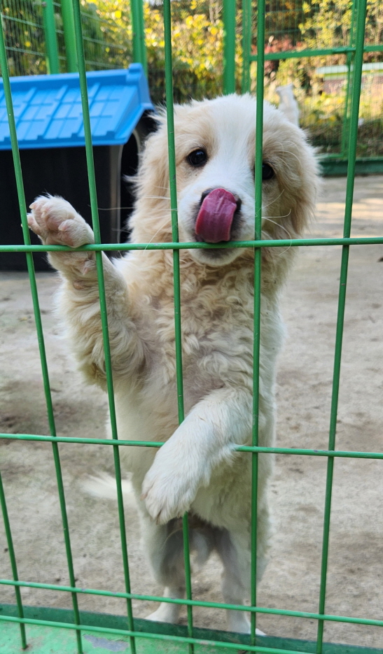 예산동물보호센터_444461202400650